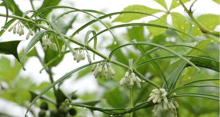 黄精花期与花朵特征探究（黄精开花时间）