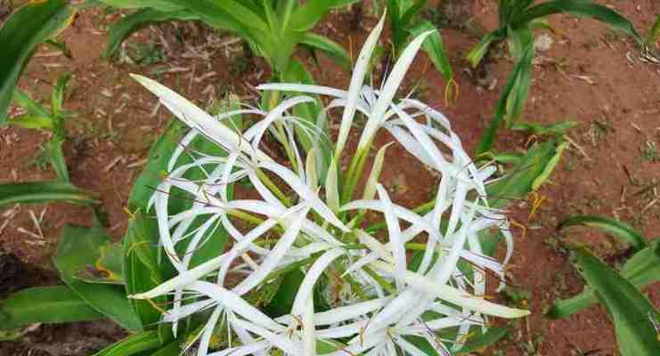 文殊兰花的花语与代表意义（探索文殊兰花的神秘花语）