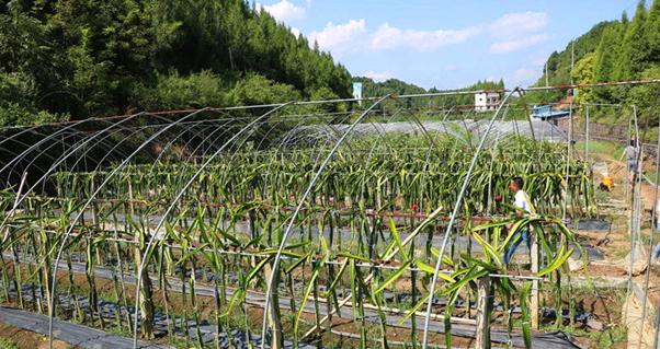 黄龙果种植条件及适宜地区