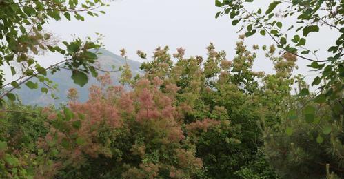 黄栌开花时间及特点（探秘黄栌花开的奥秘）