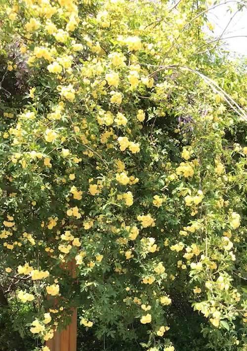 黄木香的开花时间及特点（探秘黄木香的生长规律与美丽之处）