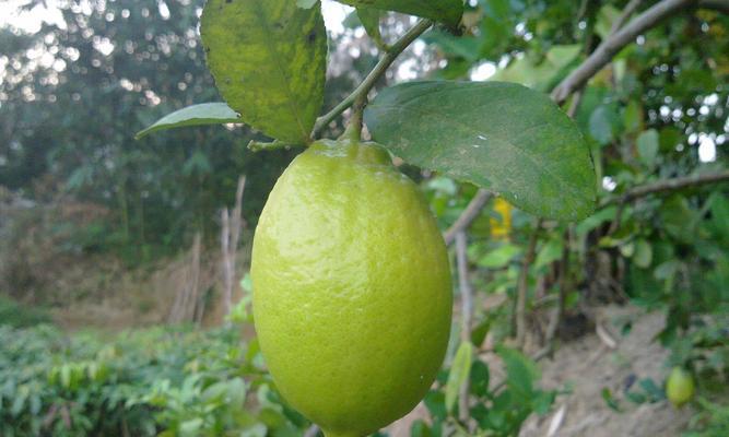 黄柠檬，清新夏日的酸甜滋味（夏季黄柠檬的品种）