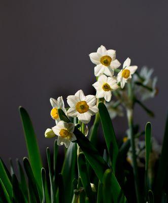 自信如花绽放，以植物为镜（以植物为象征）