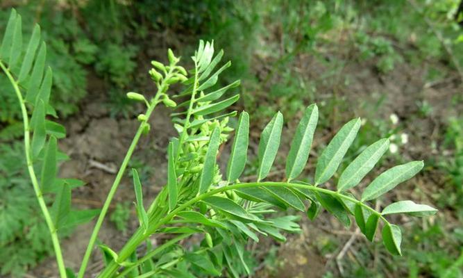 探秘黄芪的味道（从咸甜、苦涩到清香）