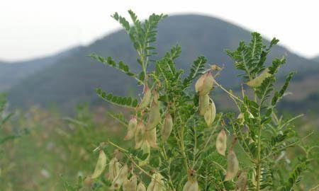 种植黄芪（黄芪的生态环境及种植技巧）