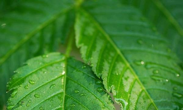 平凡之美（探索生命中平凡而不可或缺的植物世界）