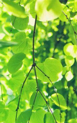 生机勃勃的植物世界（探索自然奇观）