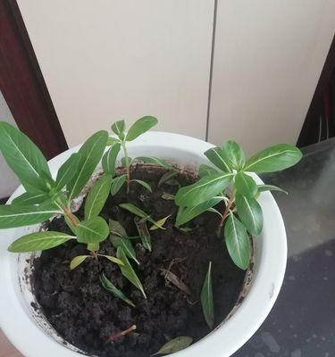 象征胜利的植物（从古至今）