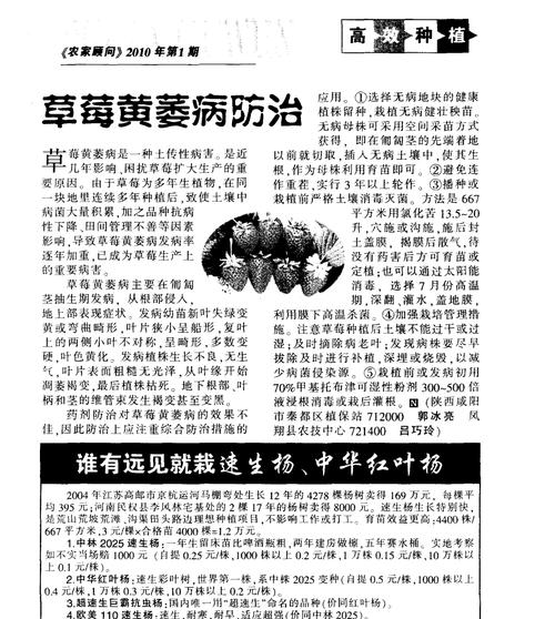 黄桃病虫害防治技术与方法措施（打造健康成熟的黄桃果园）