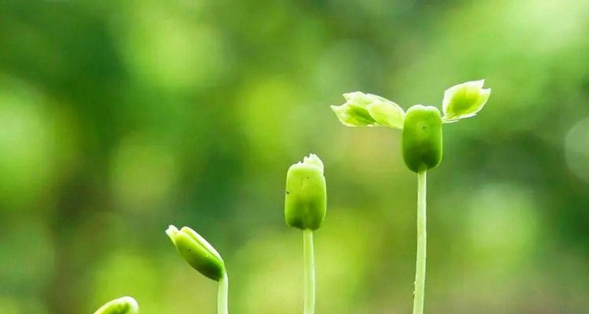 阳光向上的植物（探索植物世界中的阳光吸引力）