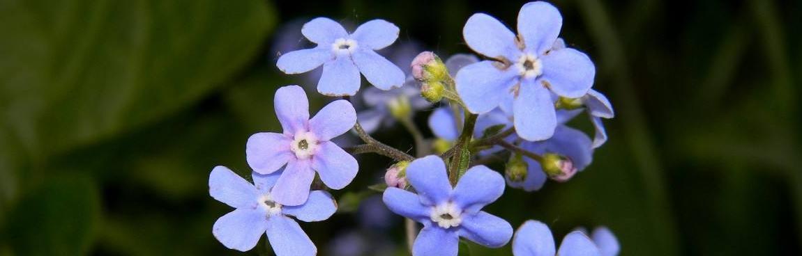 象征友谊的植物——与时光共舞（友谊花）