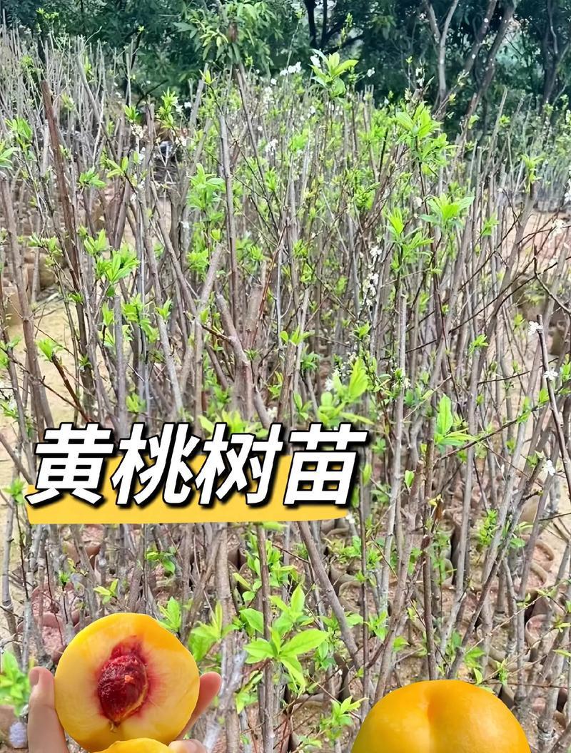 黄桃种植指南（适合种植黄桃的地区和注意事项）