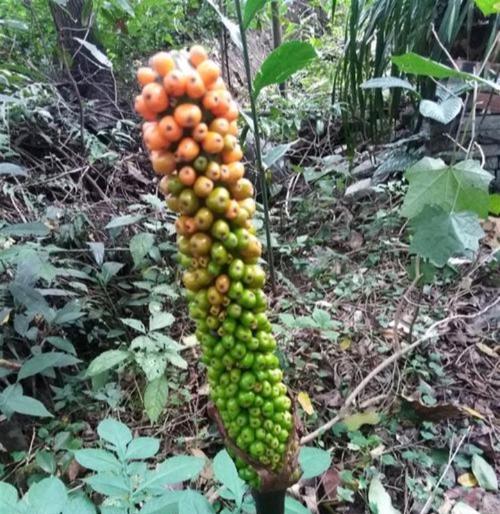 探秘黄藤素——一种神奇的植物药物（从药用历史到科研探究）