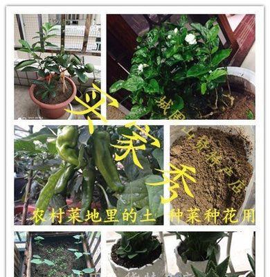 黄土适合种植的花卉（探寻黄土的花卉种植奥秘）