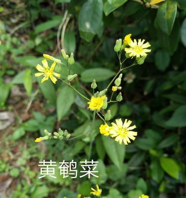 了解黄芽菜——一种常见的蔬菜（黄芽菜的分类）