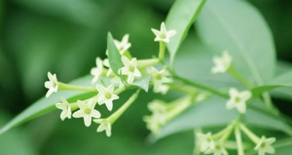 以夜来香的花语与传说（芬芳如梦）