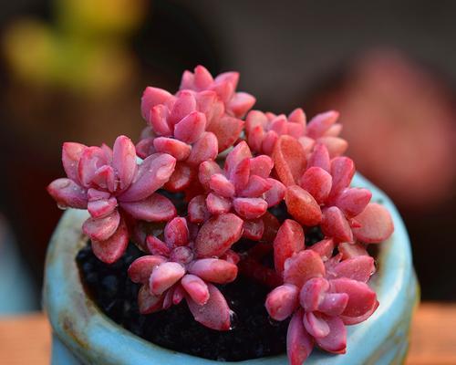 以以爱为名，爱情寓意的多肉植物（爱在盛开的叶间绽放）