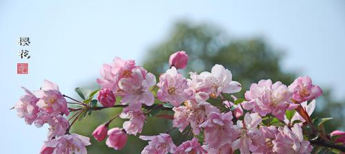 樱桃花（美丽盛开的花朵）