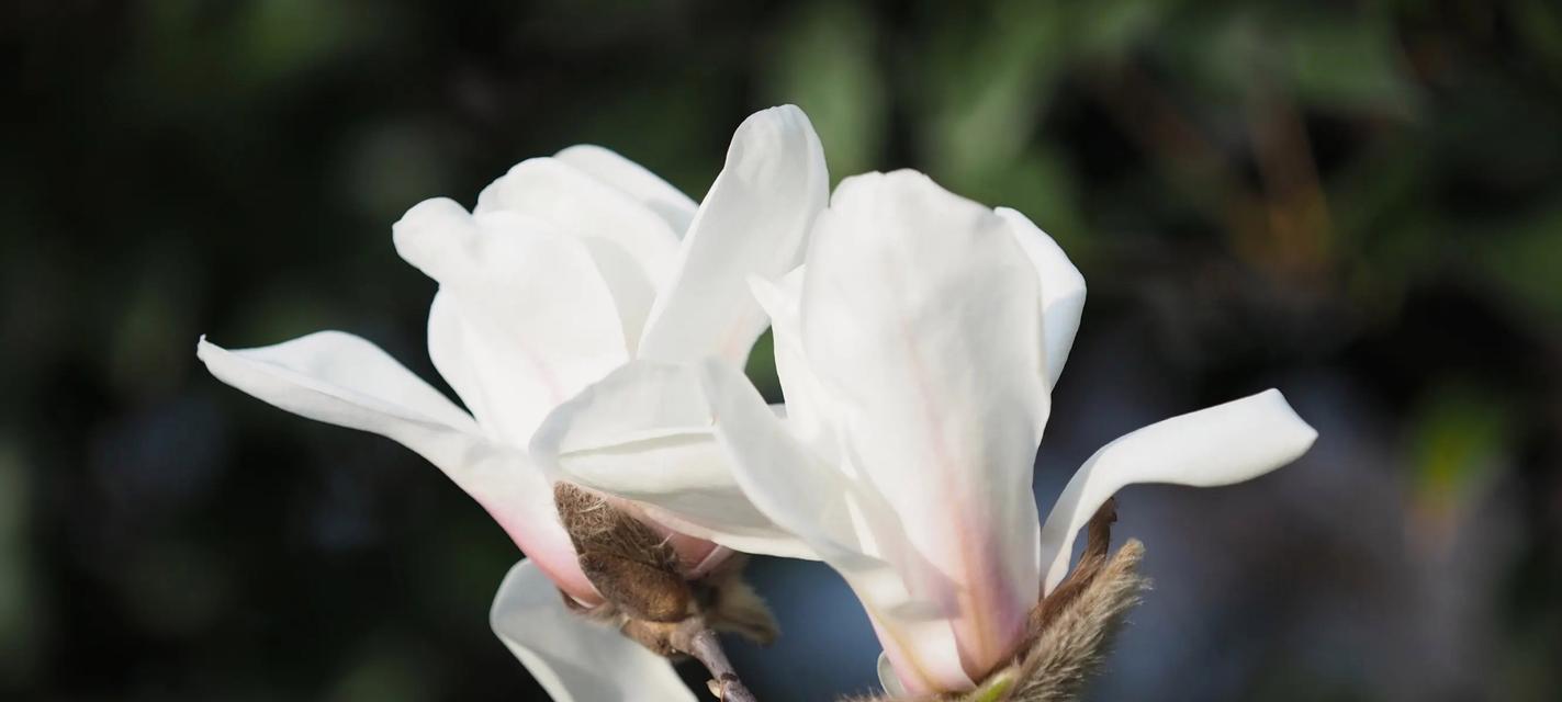 玉兰花（探索玉兰花的花语和代表意义）