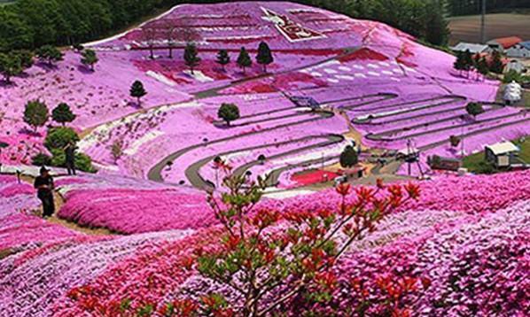 芝樱（探究芝樱的花语及其名称由来）