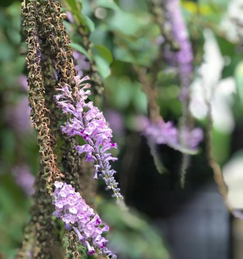 醉鱼草花语与文化背景（深入了解醉鱼草的花语和文化底蕴）