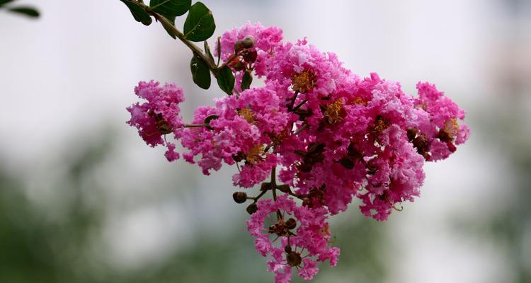 安阳市花紫薇花的象征意义（探索紫薇花在安阳的历史渊源和文化表达）