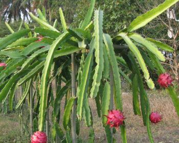 火龙果种植深度探究（从生长环境）