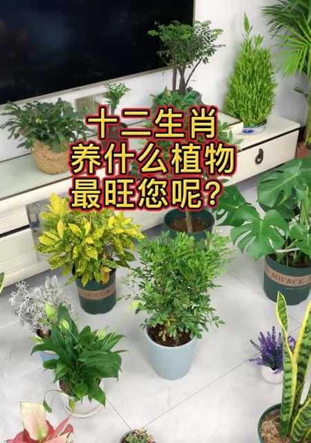 火命人的财运植物全攻略（旺财不离手）