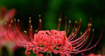 怀念的花——花语中的思念（以花语表达怀念之情——用花来诉说你心中的思念）