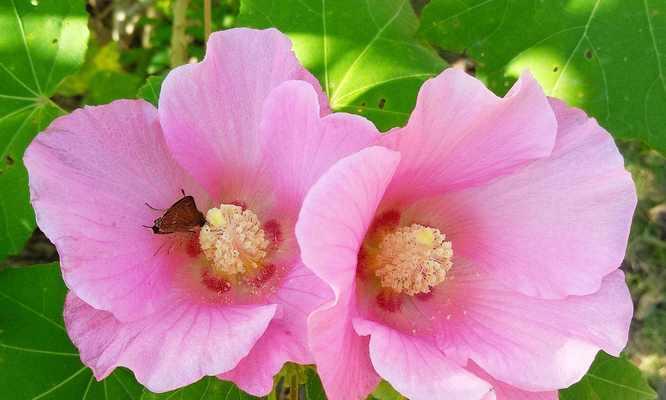 花开新生梦想绽放（以花语展示新生的美丽与希望）