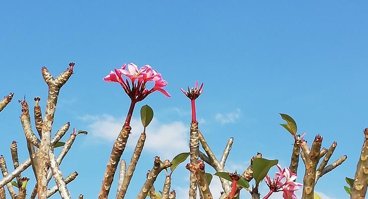 鸡蛋花的冬季养护方法（如何保护鸡蛋花在寒冷的冬季生存）