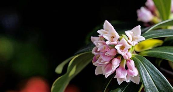 缤纷色彩的瑞香花花语（瑞香花的花语传递幸福与美好）