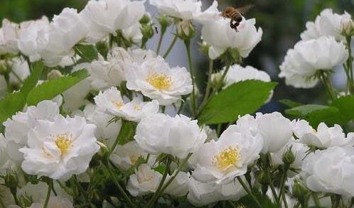 茶蘼的花语及其含义（用茶蘼的花语传递爱与坚持）