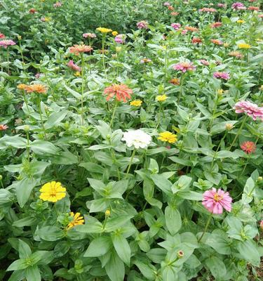 夏天种鸡毛菜，你需要知道的一切（适合夏季种植的鸡毛菜）