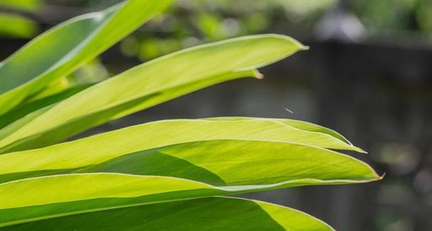 坚强如植，勇往直前（探索植物世界中的坚韧生命力）