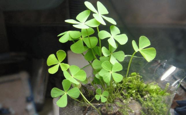 幸运植物大揭秘（从金钱树到四叶草）