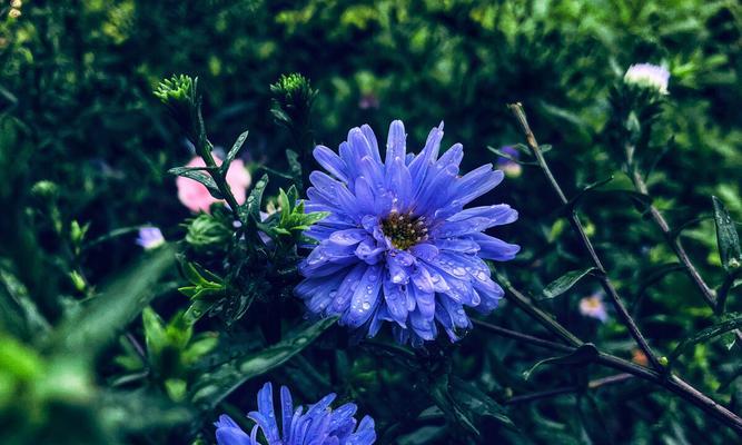 虚伪的花语——揭开花朵中隐藏的真相（以代表虚伪的花为主题）