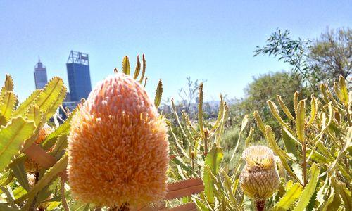 自由之花（从植物世界中寻找自由的象征）