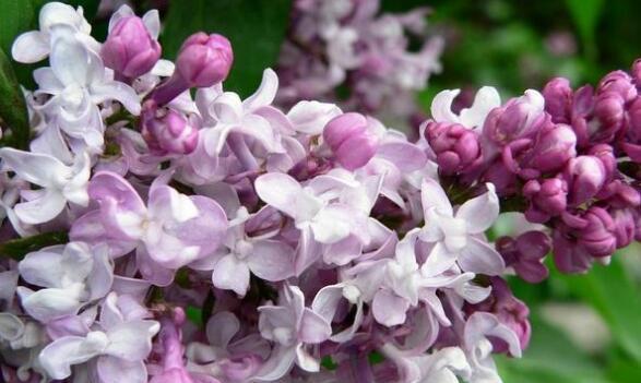 丁香花的花语与代表意义（香气浓郁的丁香花）