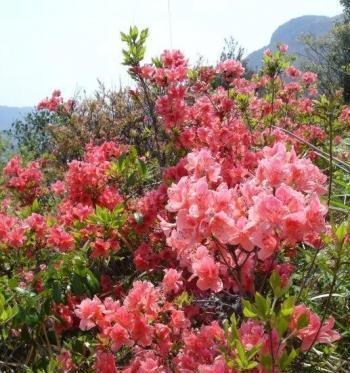 杜鹃花之花语与象征（以杜鹃花代表的花语传达爱的坚贞和希望的力量）