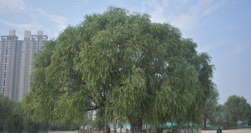 探寻济南市树——丁香花的故事（从历史到现代）