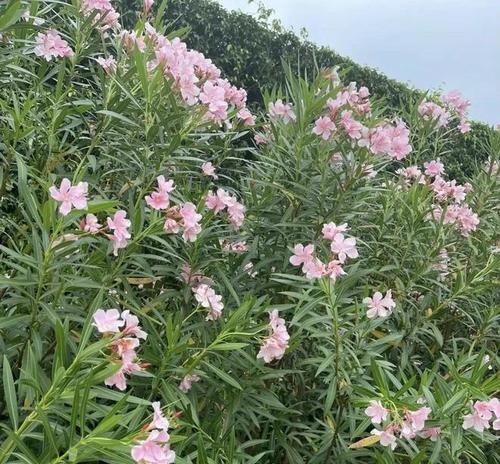 夹竹桃的种植与养护（美丽的庭院花园）