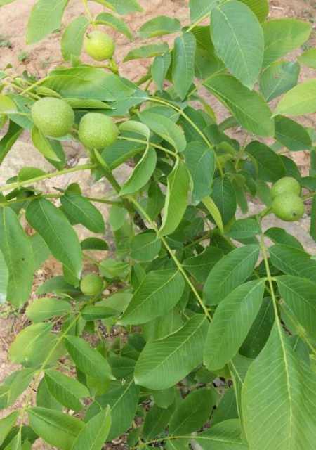 种植核桃树（家庭园艺）