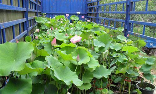 在家种莲花，让生活更精致（莲花的种植方法与技巧）