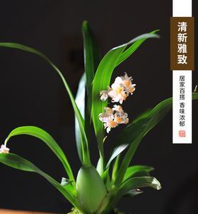 梦香兰开花后的修剪技巧（打造健康的梦香兰花园）