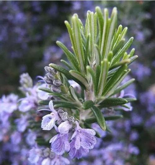 迷迭香花期是什么时候（了解迷迭香的花期和照料）