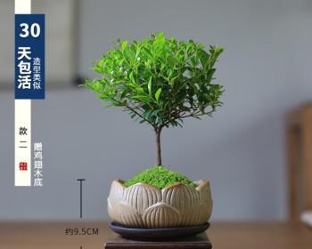 迷你盆栽植物（选择、养护、布置）