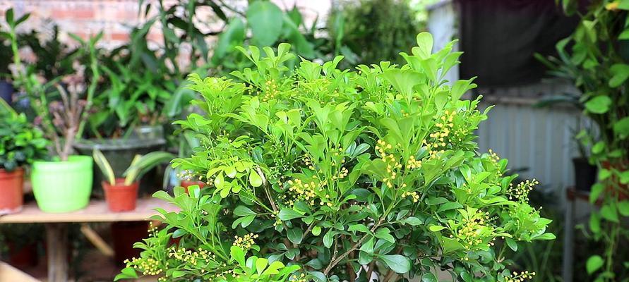 米兰花的肥料选择（如何选用合适的肥料来培育米兰花）