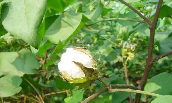 探究棉花的生长地点及环境要求（从土壤）