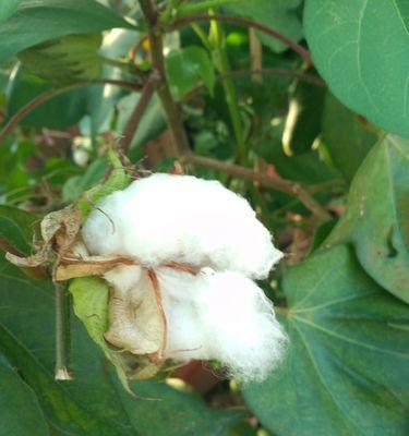 揭秘棉花真相——它到底是草本植物吗（解析棉花生长和特性、阐述其分类和用途）